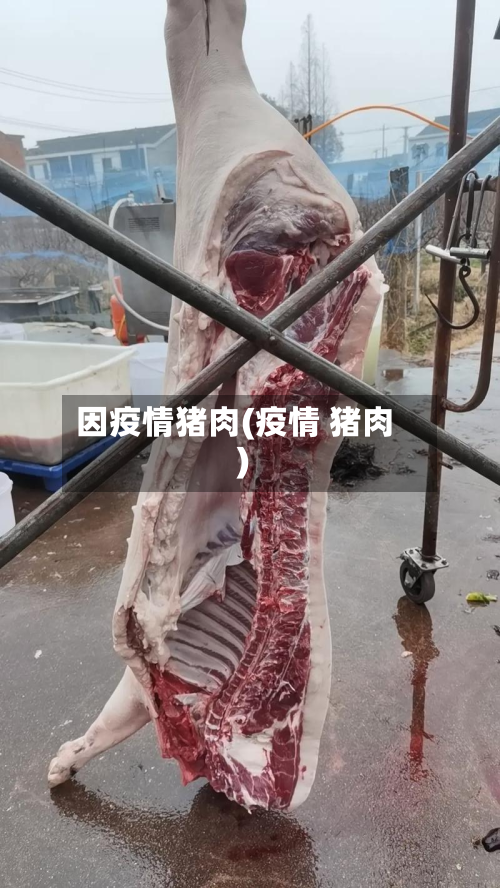 因疫情猪肉(疫情 猪肉)